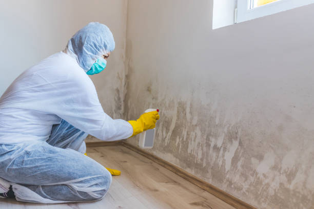 Licensed Mold Testing service in Hillside, NJ - WQB Mold Removal